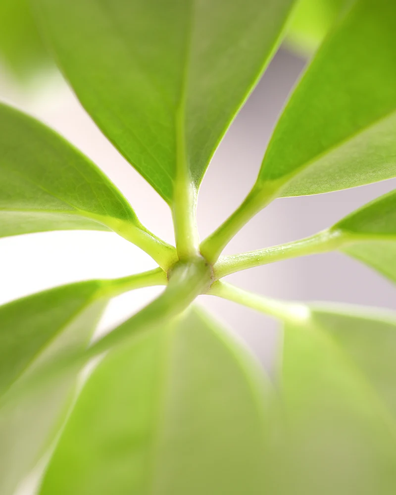 Schefflera - Image 10