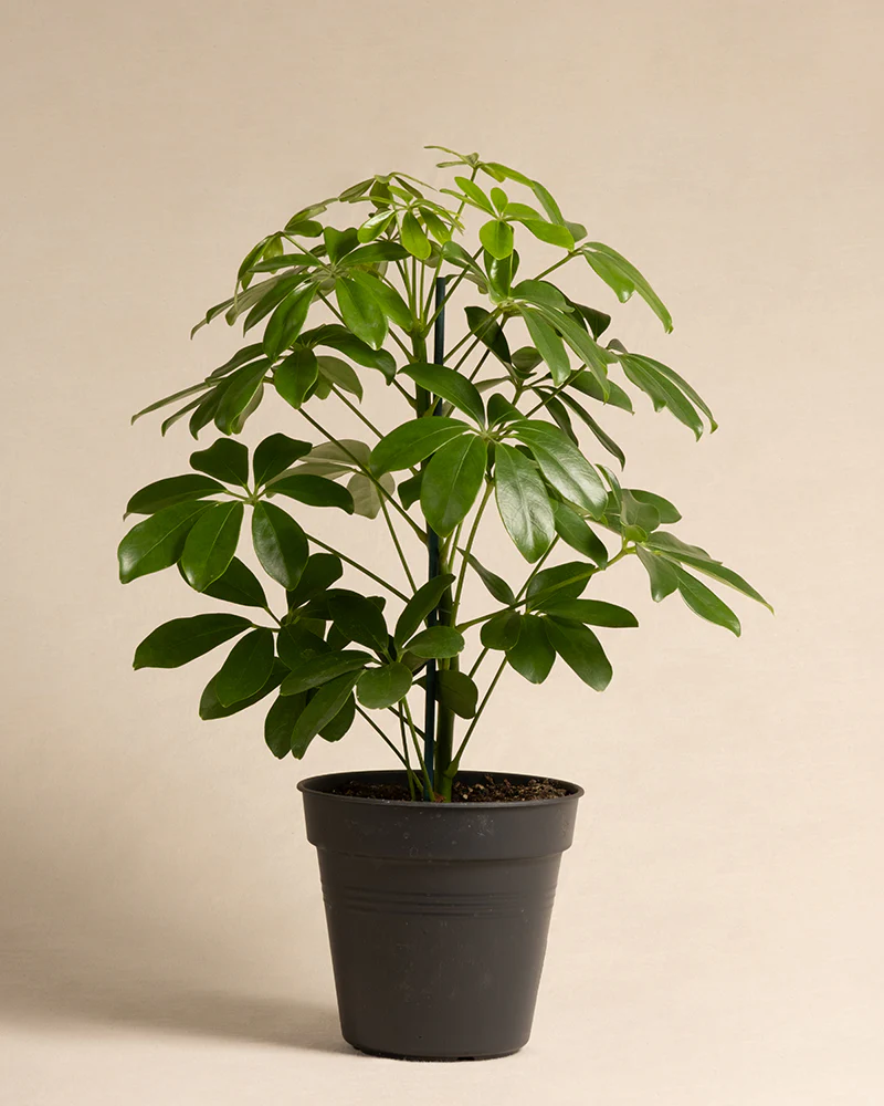 Schefflera - Image 3