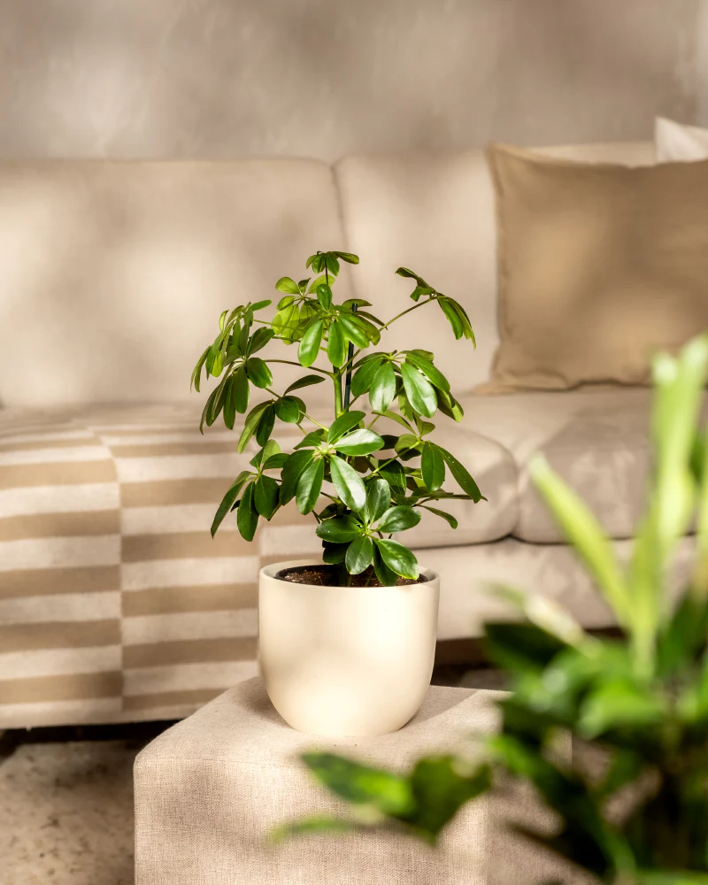 Schefflera - Image 4