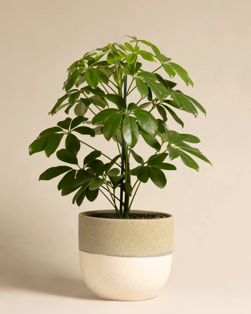 Schefflera - Image 5