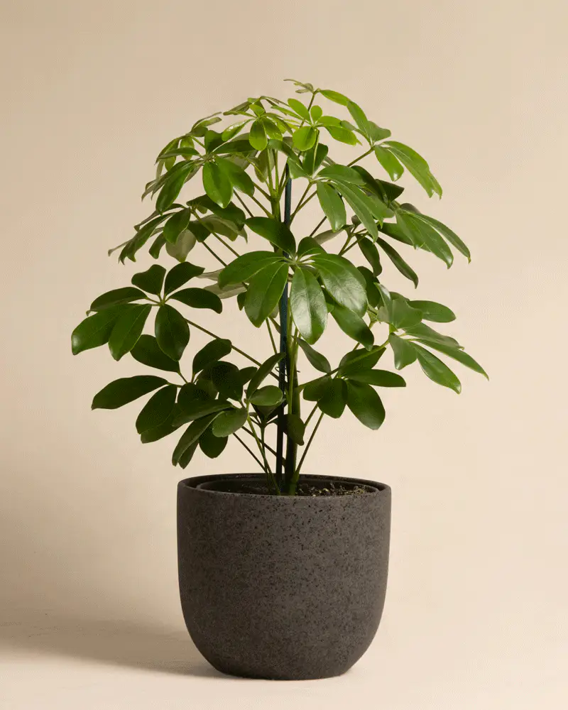 Schefflera - Image 6