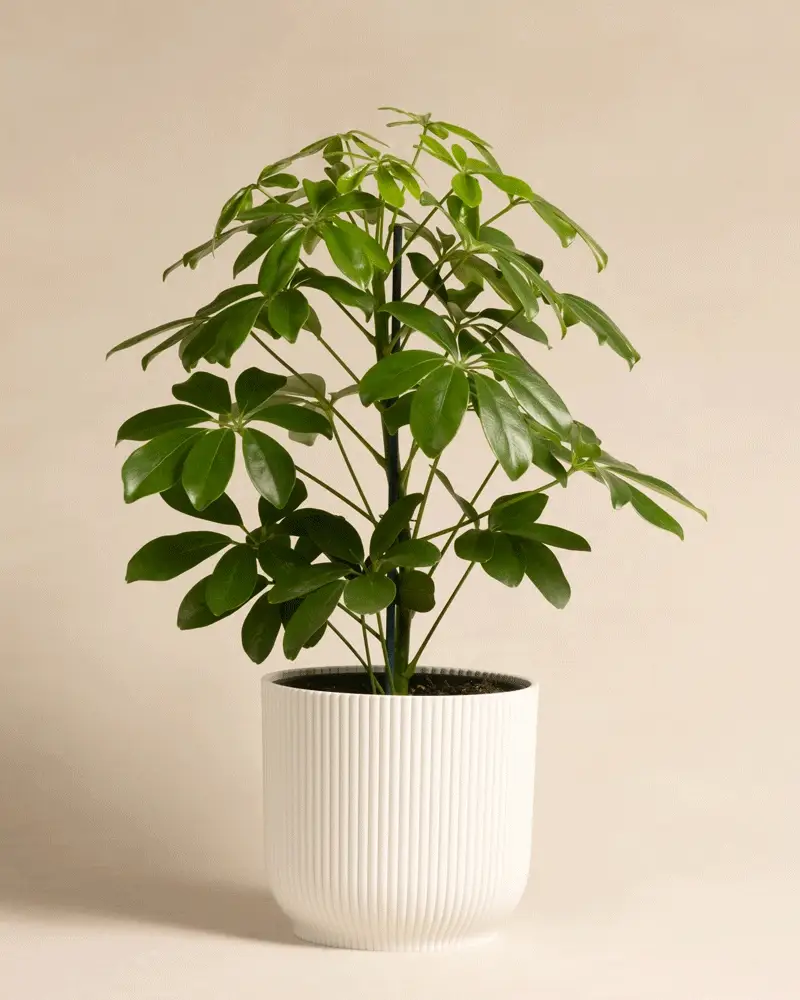 Schefflera - Image 7