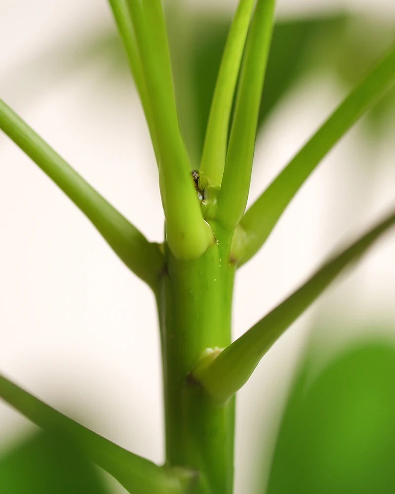 Schefflera - Image 8