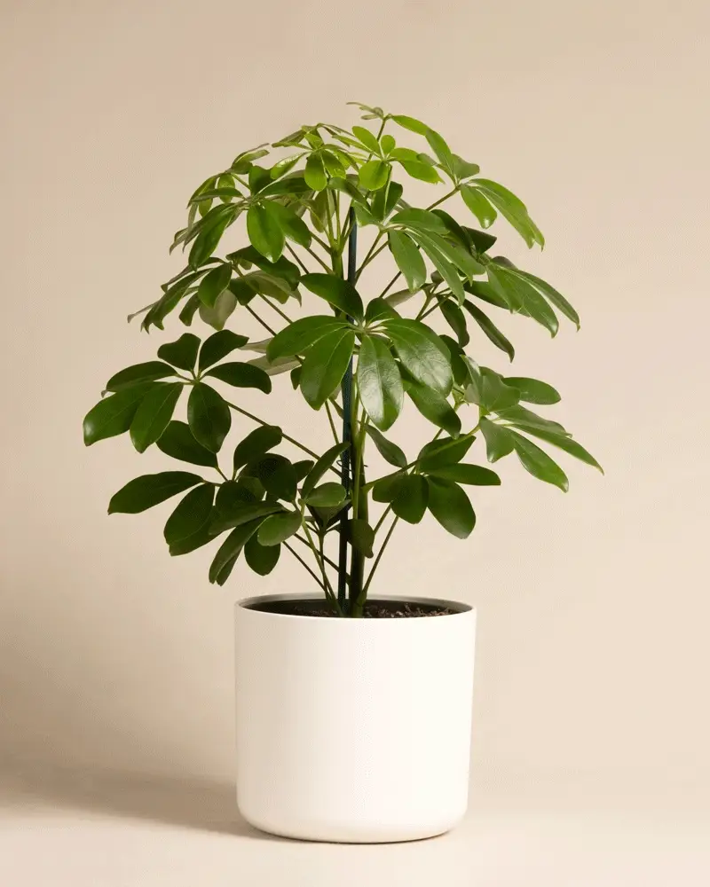 Schefflera - Image 9