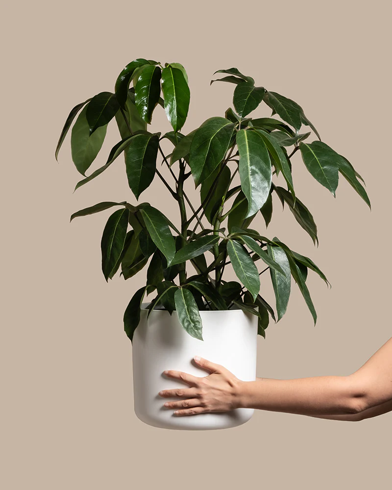 Schefflera amate
