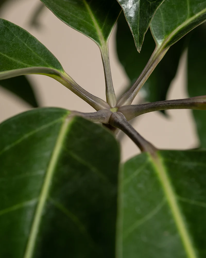 Schefflera amate - Image 2