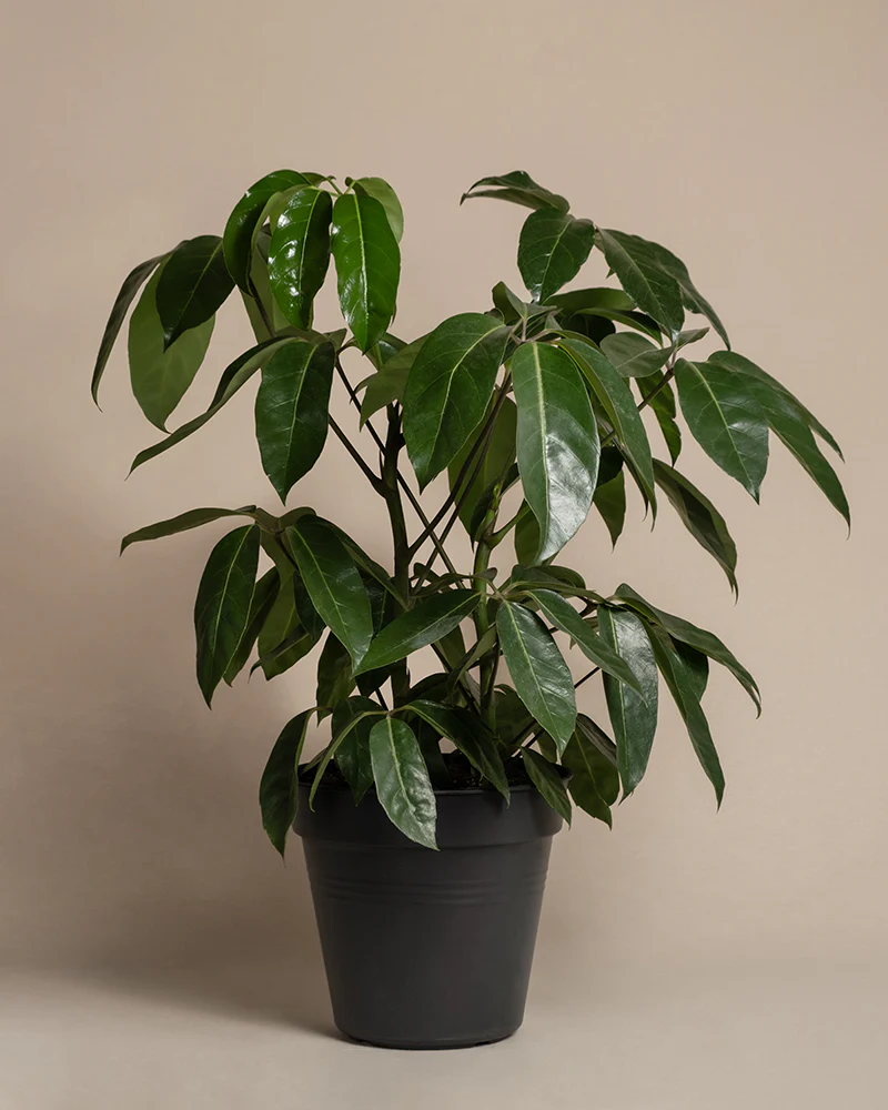Schefflera amate - Image 3