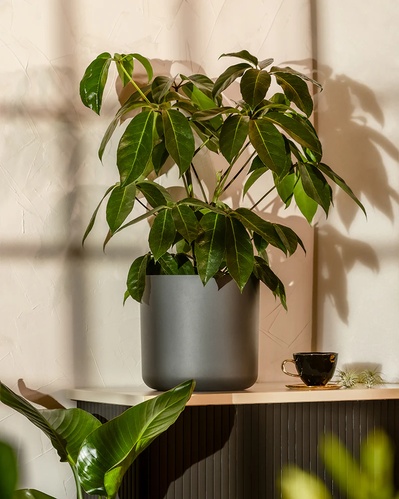 Schefflera amate - Image 4