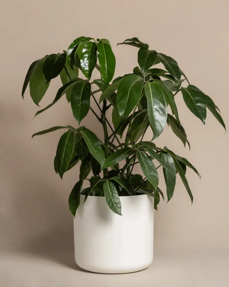 Schefflera amate - Image 5