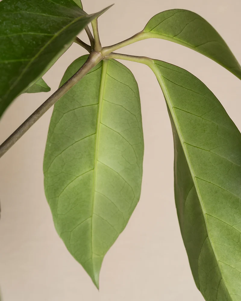Schefflera amate - Image 6