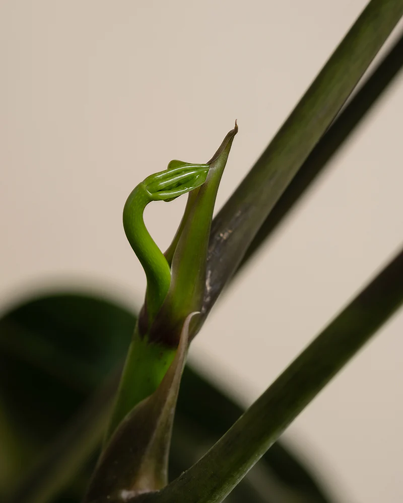Schefflera amate - Image 7