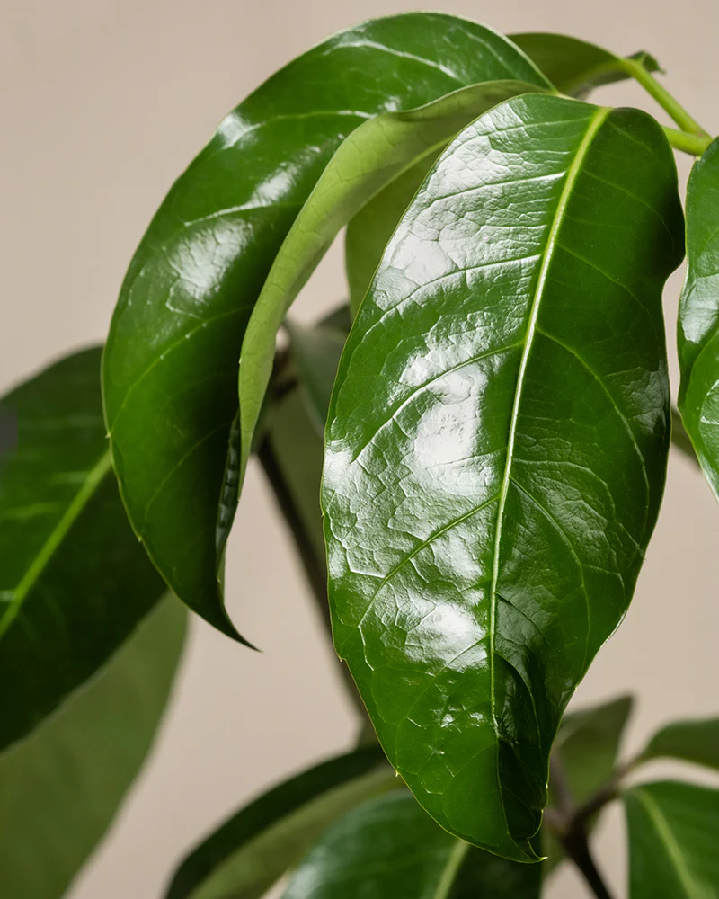 Schefflera amate - Image 8