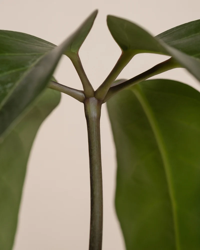 Schefflera amate - Image 9