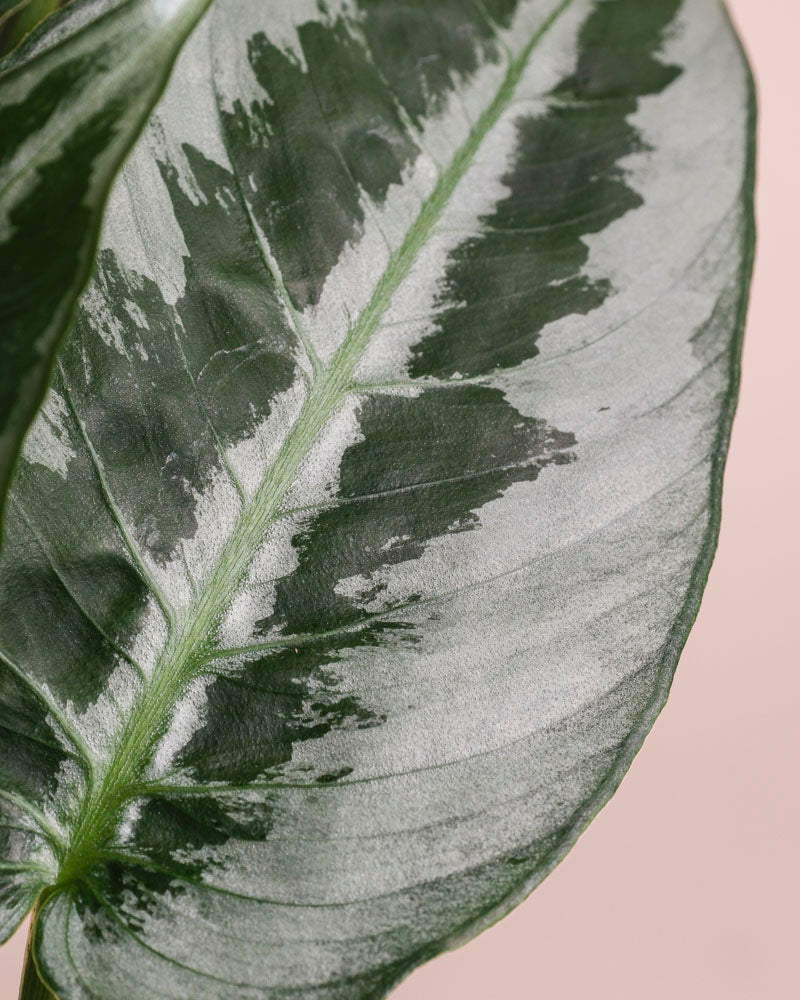 Schismatoglottis 'Silver Indukan' • feey - Image 10