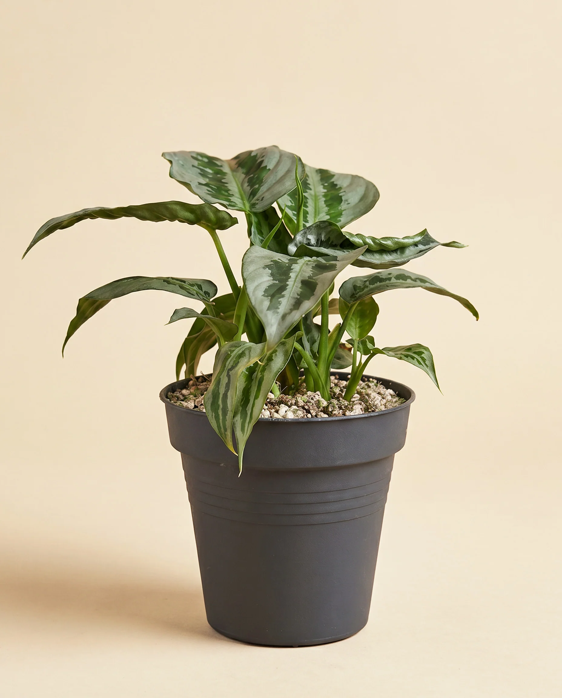 Schismatoglottis 'Silver Indukan' • feey - Image 3