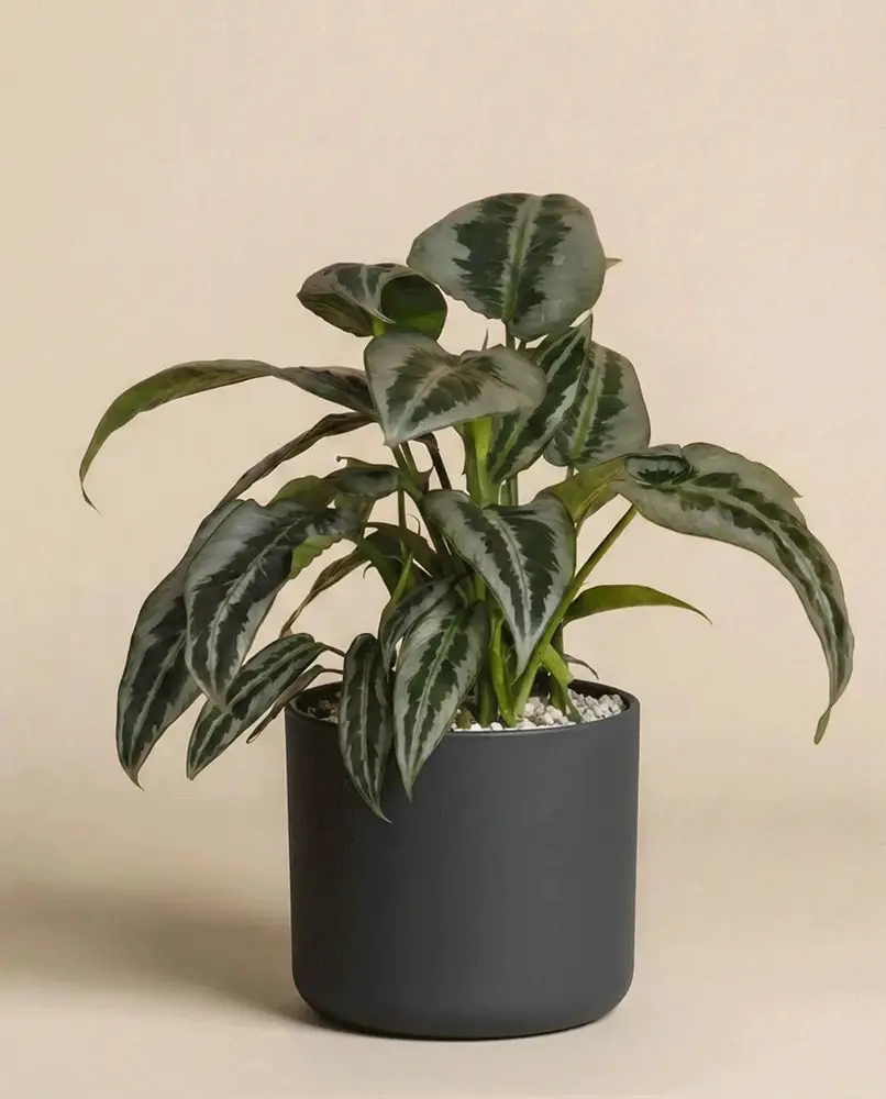 Schismatoglottis 'Silver Indukan' • feey - Image 7