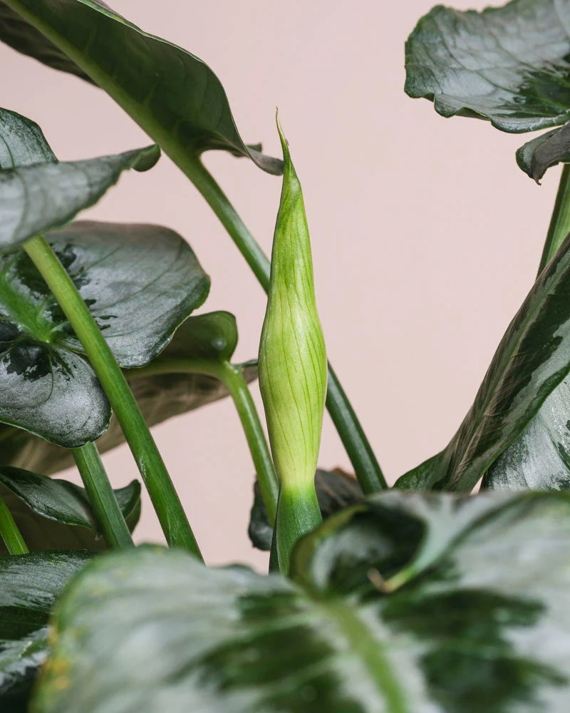 Schismatoglottis 'Silver Indukan' • feey - Image 9