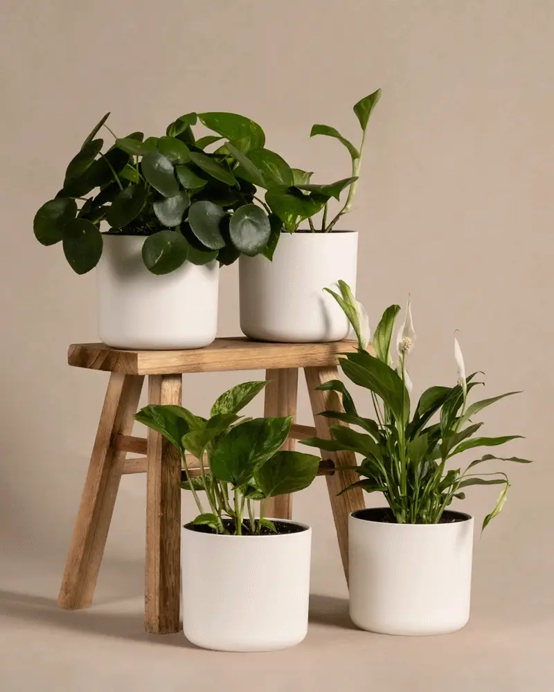 Schnellwachsendes Pflanzen-Set - Image 10