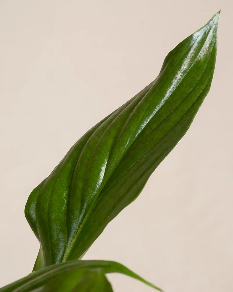 Schnellwachsendes Pflanzen-Set - Image 15