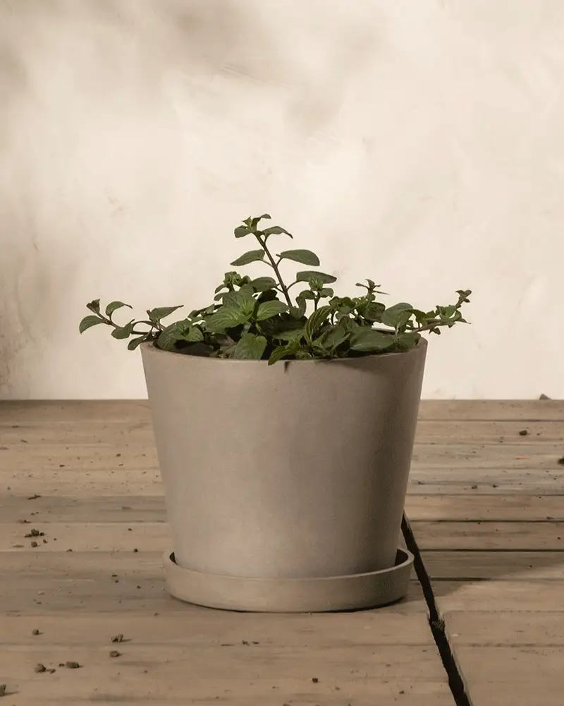 Schoko-Minze - Image 4