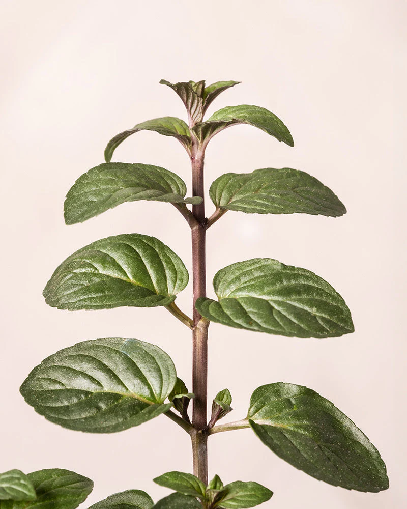 Schoko-Minze - Image 5