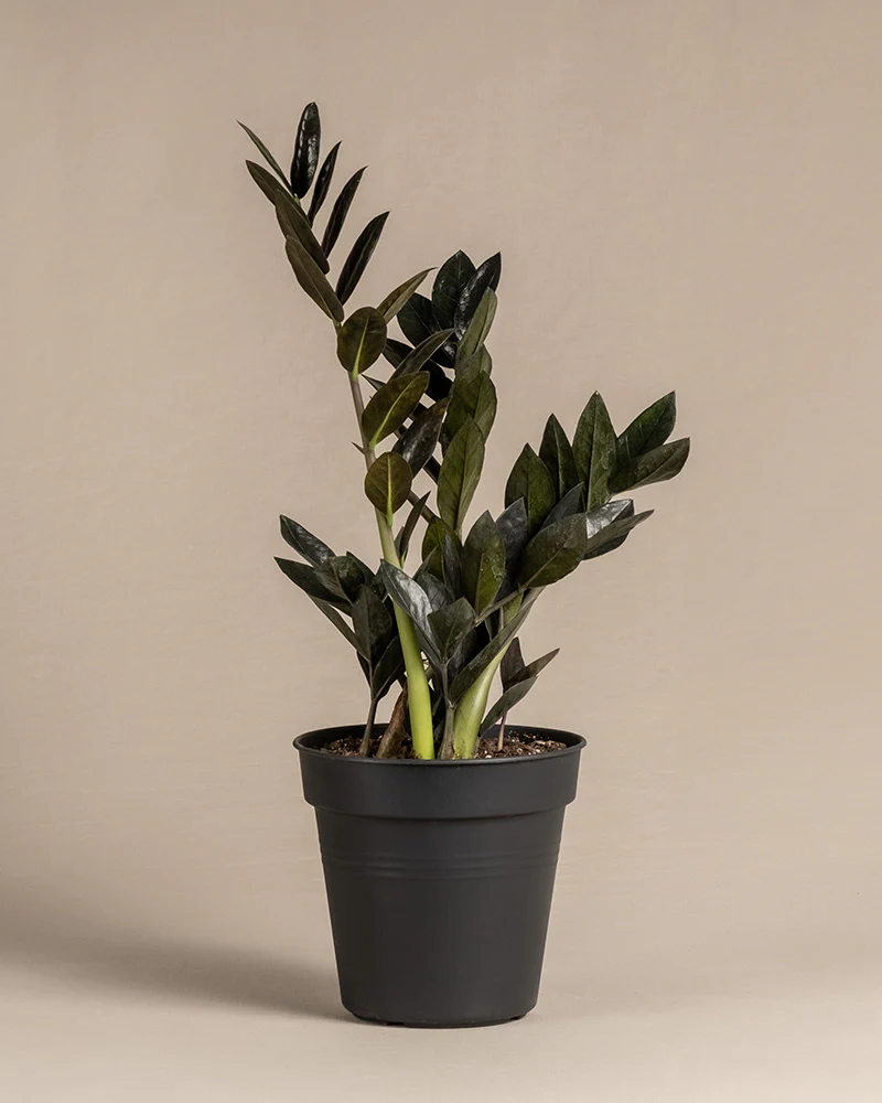 Schwarze Glücksfeder - Image 3