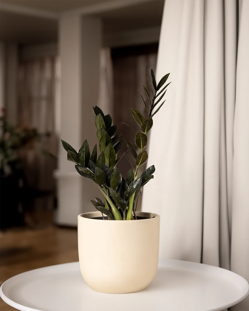 Schwarze Glücksfeder - Image 4