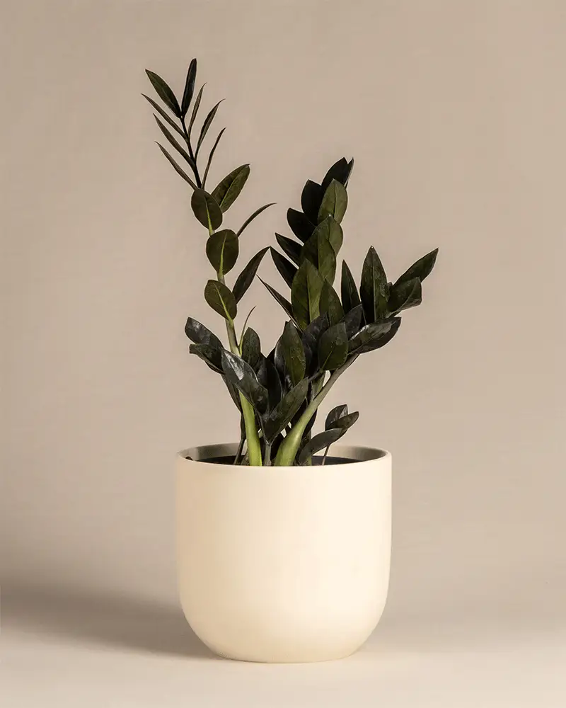Schwarze Glücksfeder - Image 6