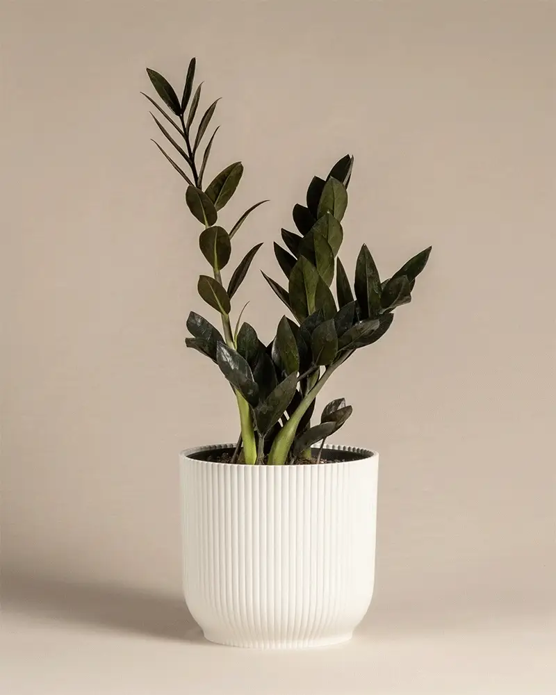 Schwarze Glücksfeder - Image 7