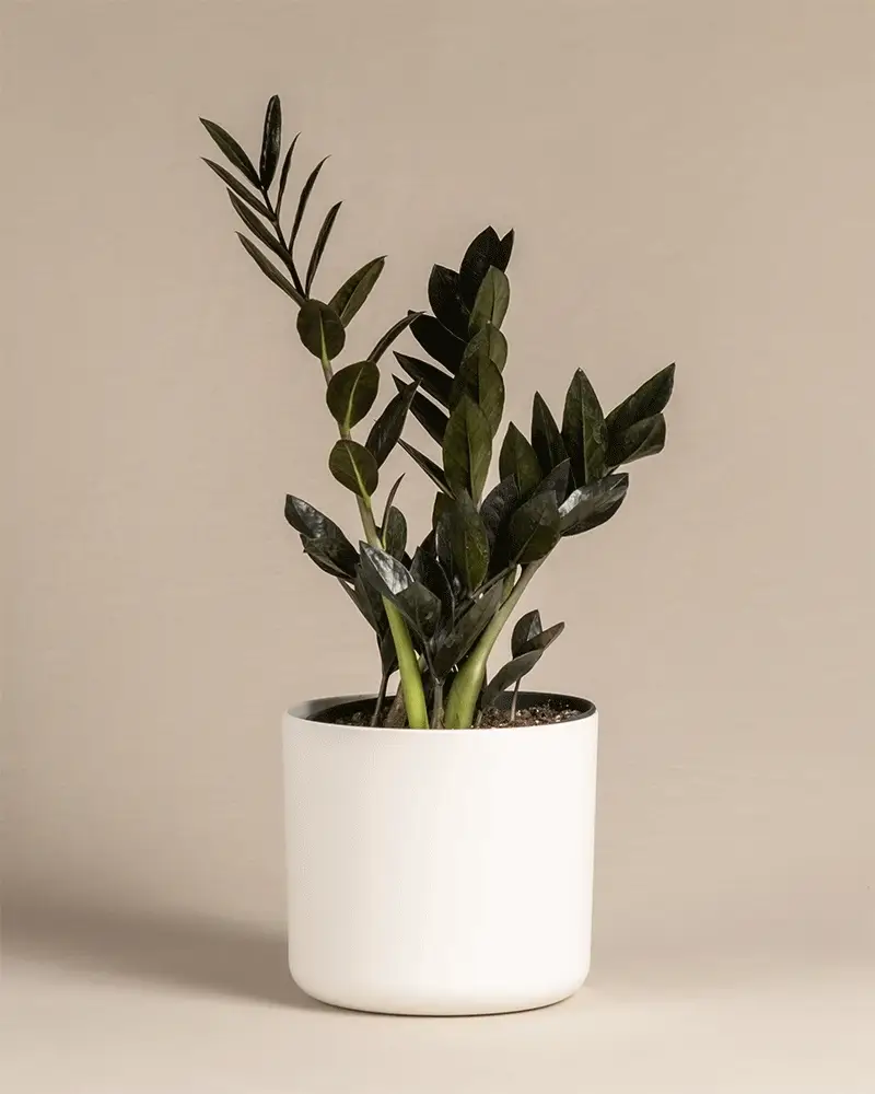 Schwarze Glücksfeder - Image 8