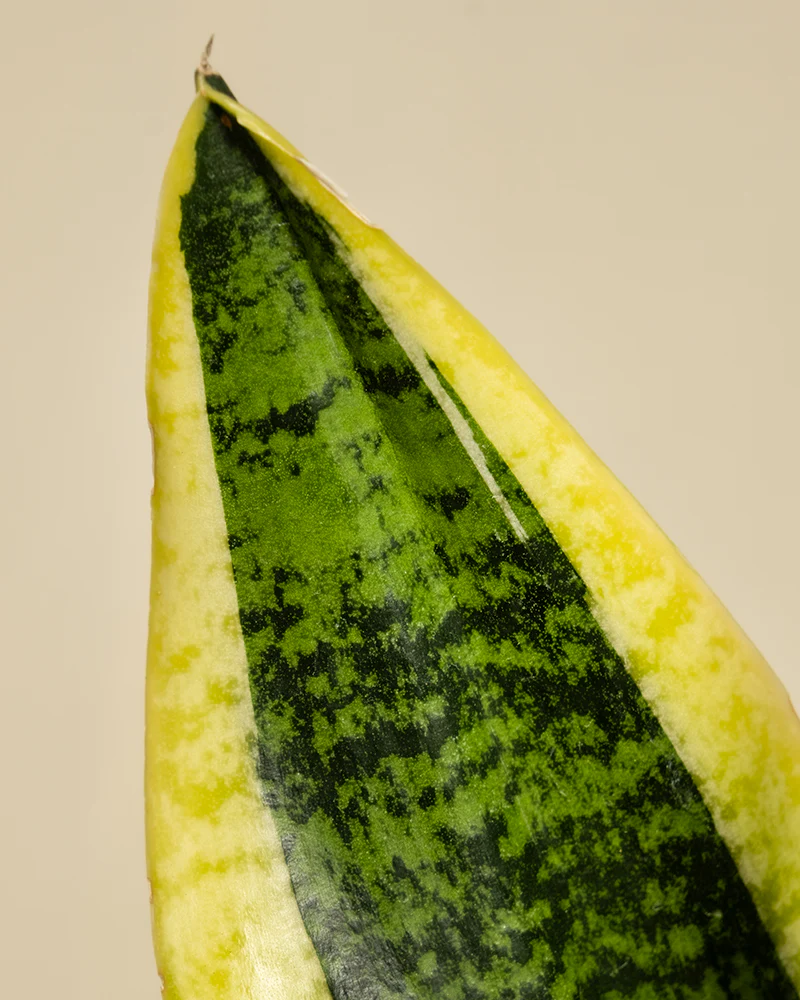Schwiegermutterzunge - Image 10
