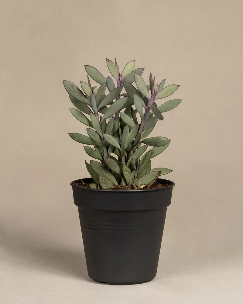 Senecio crassissimus - Image 3