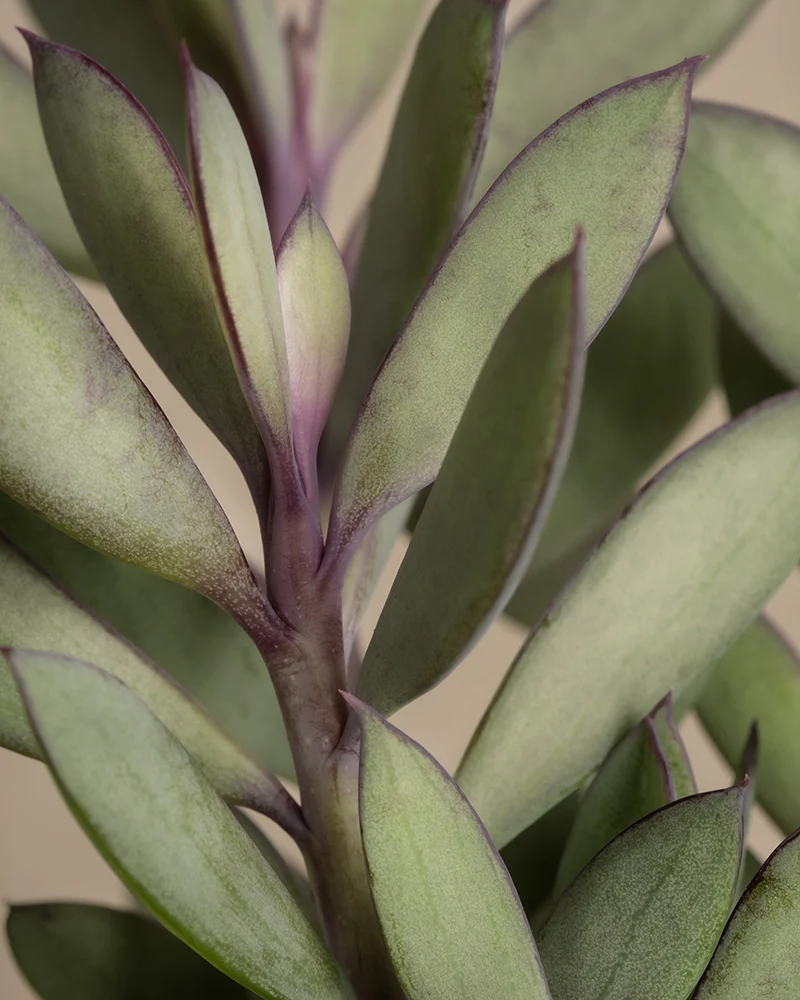 Senecio crassissimus - Image 8