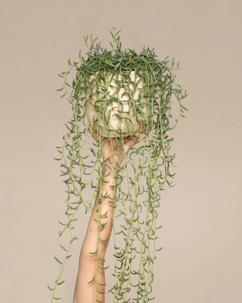 Senecio radicans