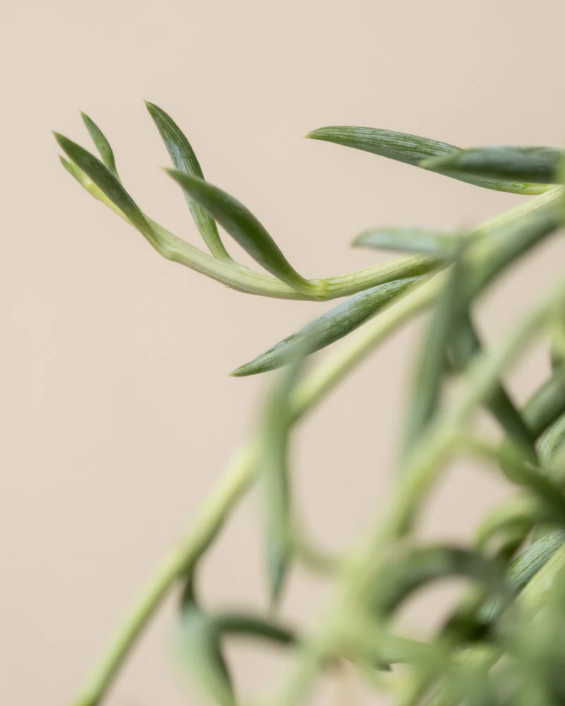 Senecio radicans - Image 10
