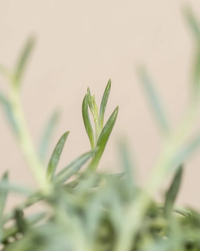 Senecio radicans - Image 11