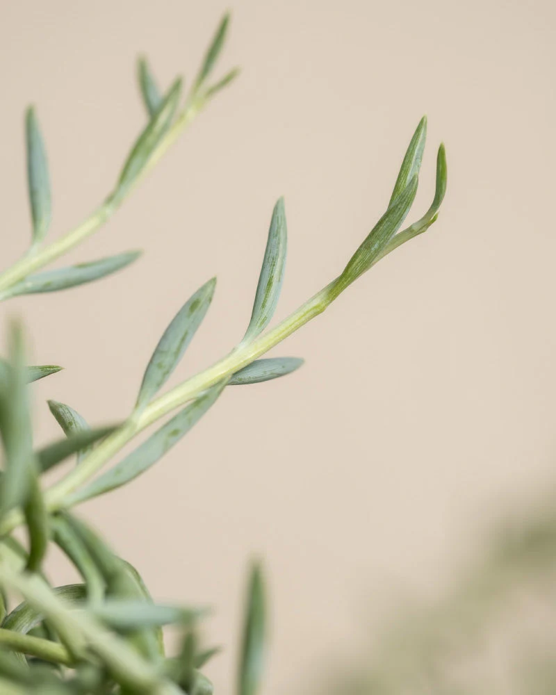 Senecio radicans - Image 12