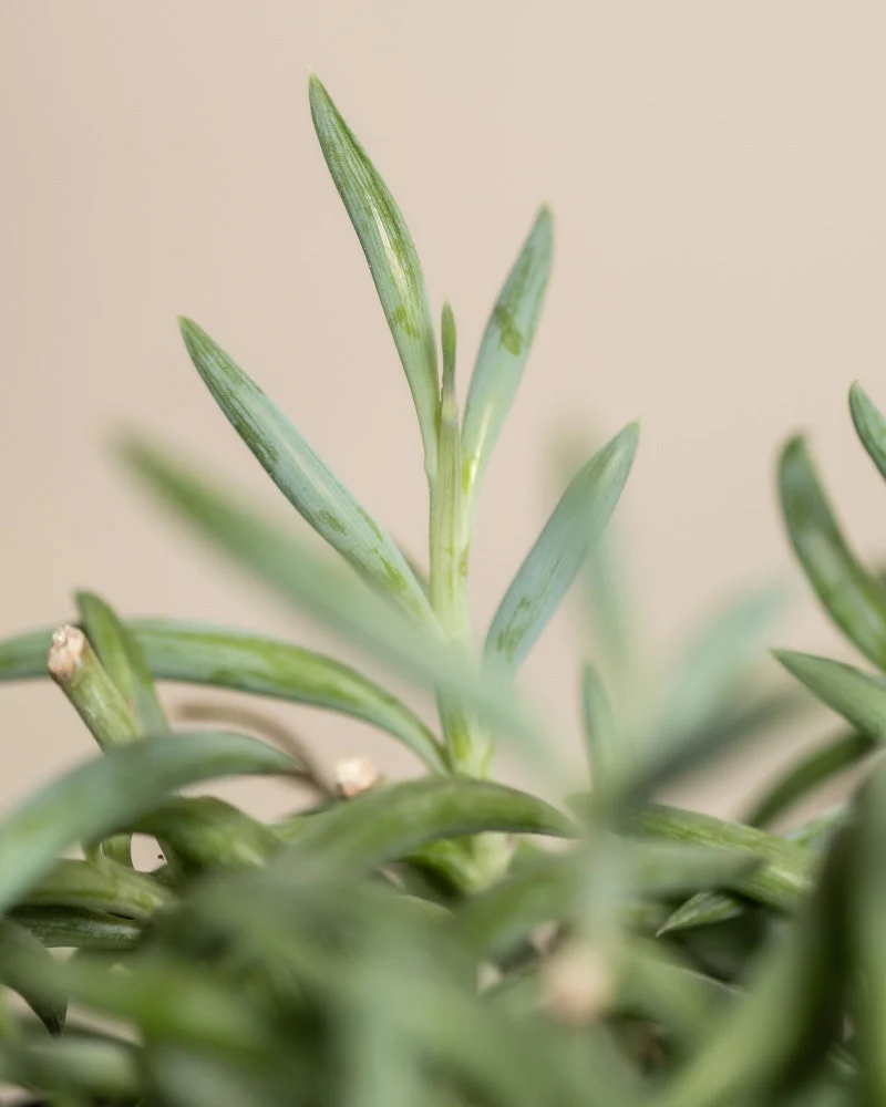Senecio radicans - Image 2