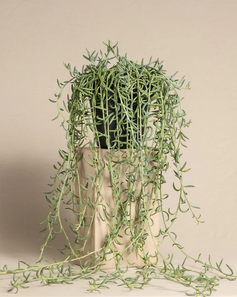 Senecio radicans - Image 3