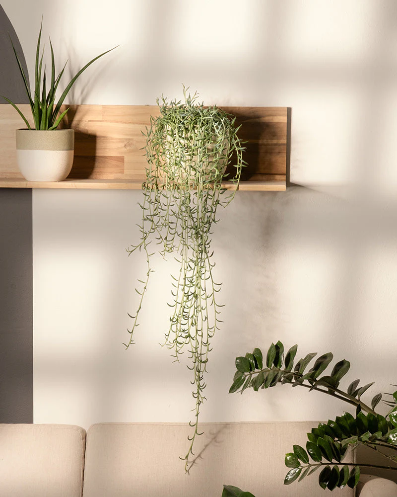 Senecio radicans - Image 4