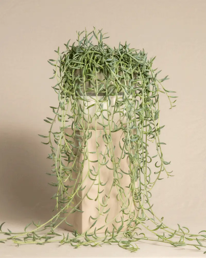Senecio radicans - Image 5