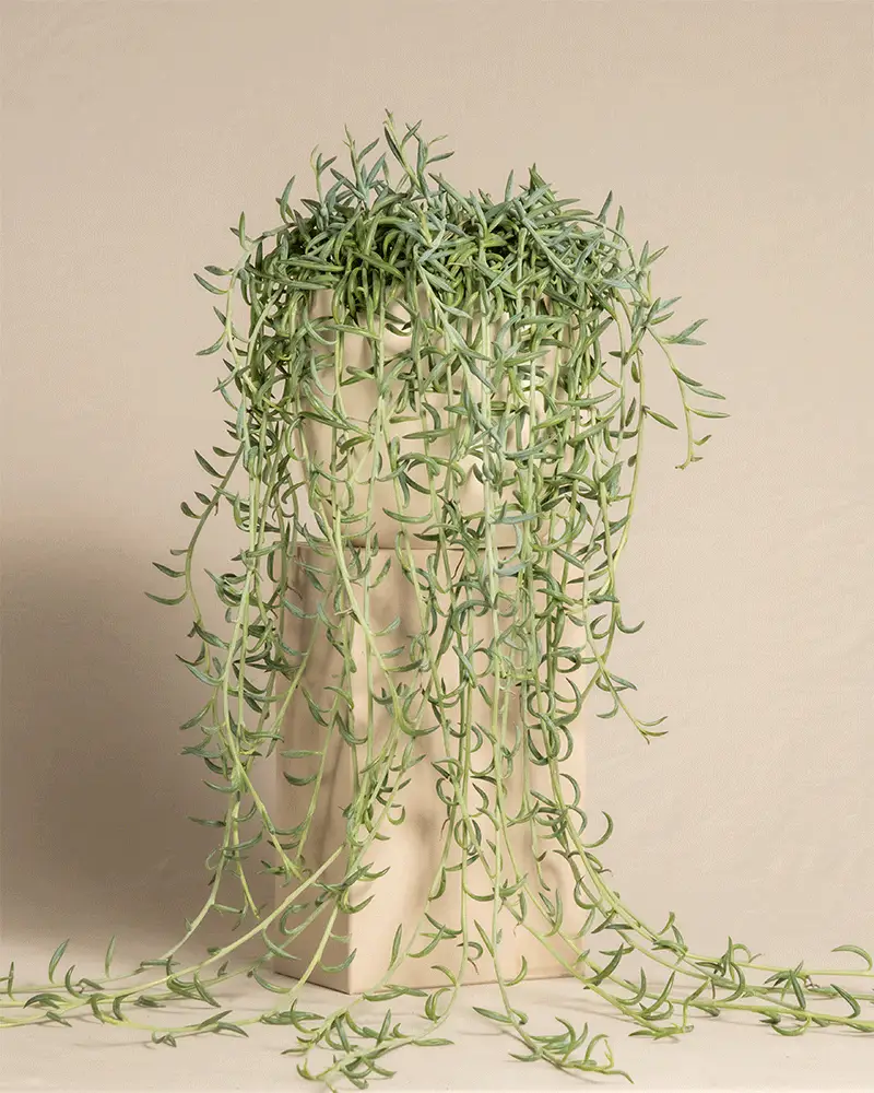 Senecio radicans - Image 6