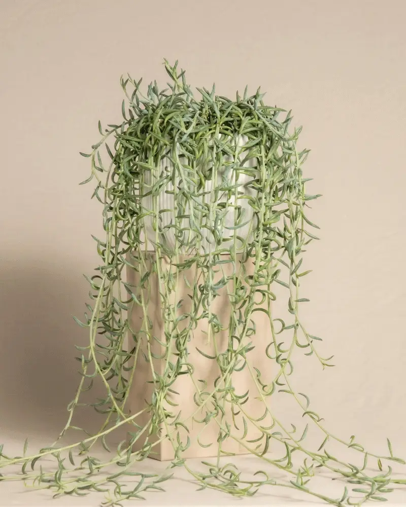 Senecio radicans - Image 7