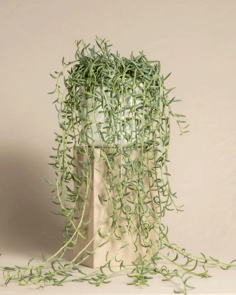 Senecio radicans - Image 8