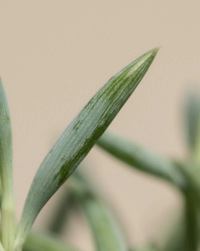 Senecio radicans - Image 9