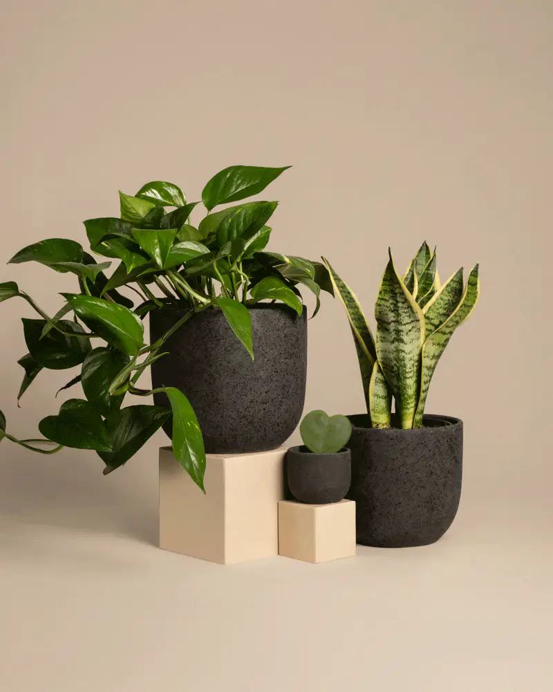 Starter-Set - Image 5