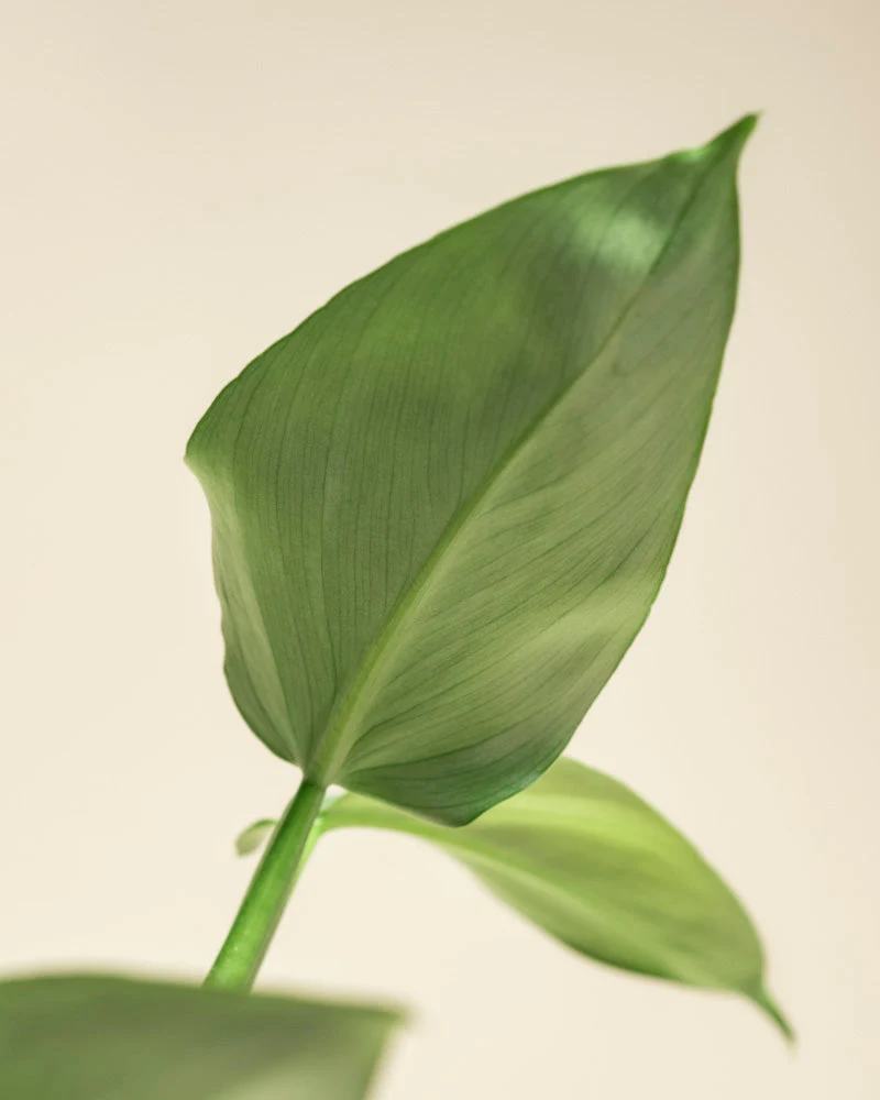 St. Galler Trio - Image 19