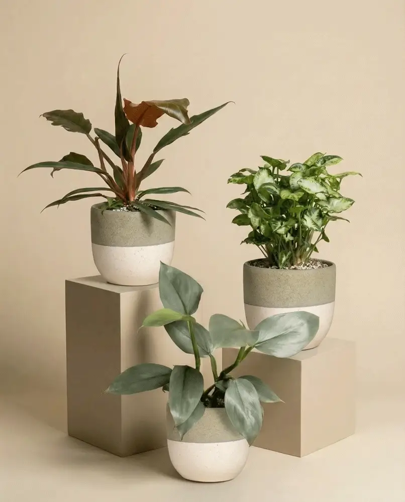 St. Galler Trio - Image 4