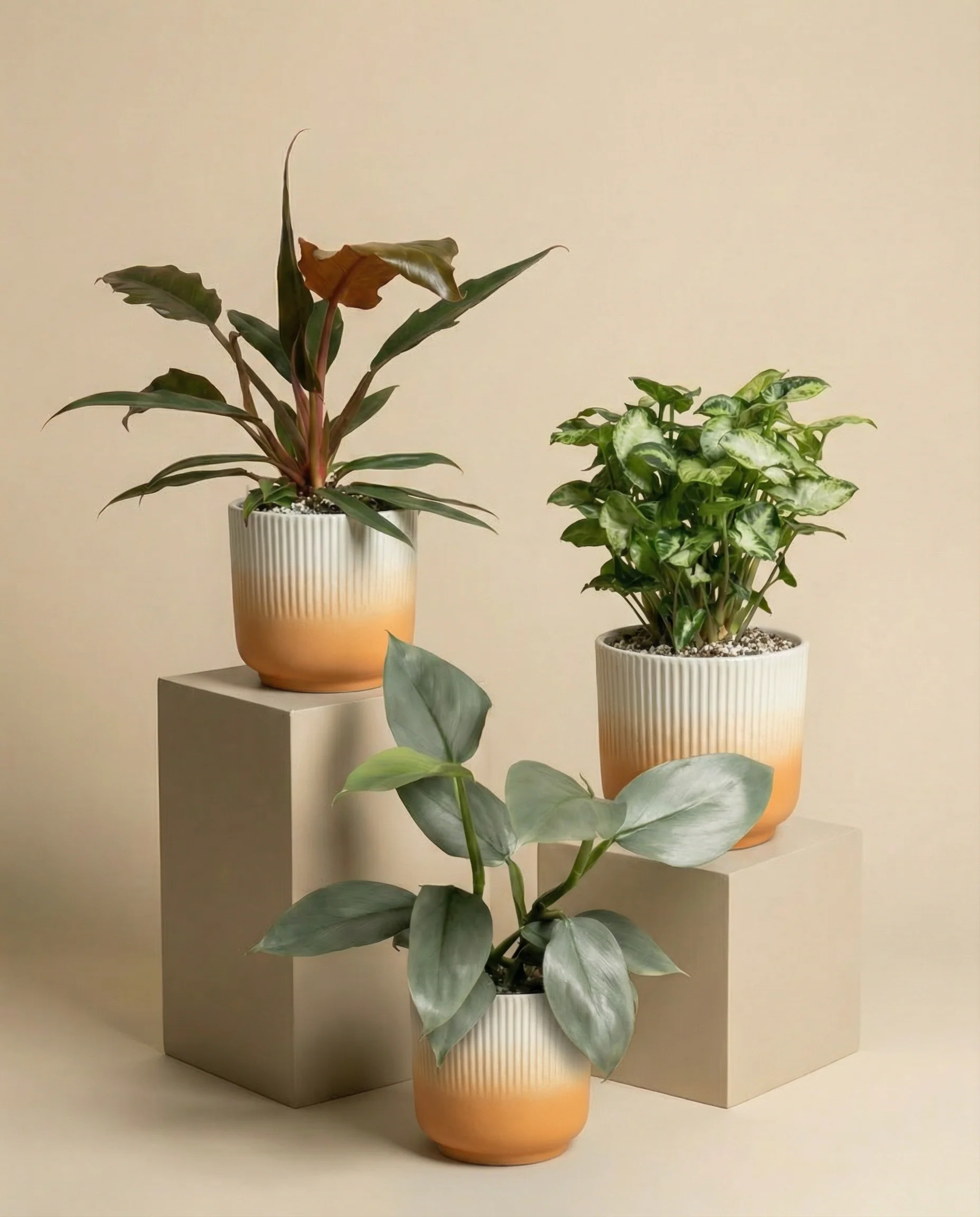 St. Galler Trio - Image 5