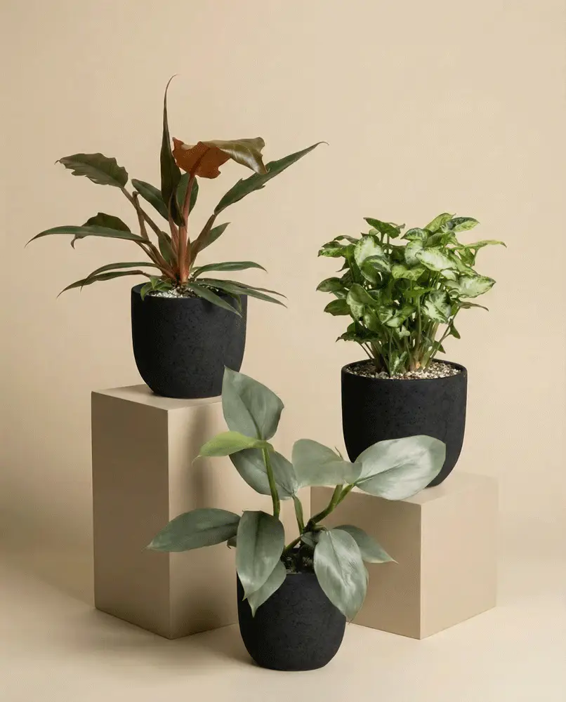 St. Galler Trio - Image 6